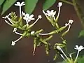 Olověnec Plumbago zeylanica