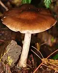 Vzrostlá P. cervinus