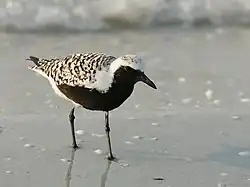 alternativní popis obrázku chybí