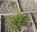 Poa alpina