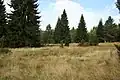Pod Šindlovem