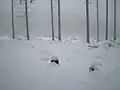 Les pod Malým Tokem