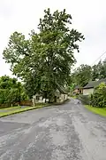 Podhůřská lípa