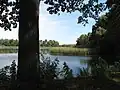 Pobřežní rákosiny