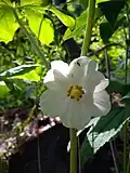 Noholist štítnatý (Podophyllum peltatum)