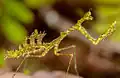 Pogonogaster tristani