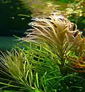 Submerzně rostoucí Pogostemon stellatus (tropická Asie, Austrálie) jako akvarijní rostlina