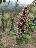 Pogostemon benghalensis (Indie, Indočína)