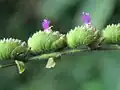 Pogostemon purpurascens (Indie, podhůří Himálaje) – detail zvláštně utvářených květenství