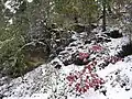 Pohled na rozmanitost dřevin