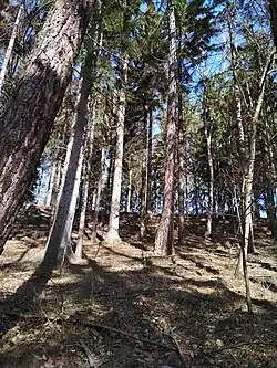 Pohled na val hradiště Hradec od jihozápadu.jpg