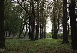 Pohled z vnitřku alejí k východu ze hřbitova