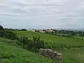 Vinohrady