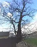 Poleradský jilm památný strom