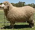 Poll Merino, bezrohý australský beran (1998)
