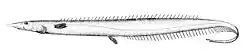 Ostnohřbetec Rissoův (Polyacanthonotus rissoanus)