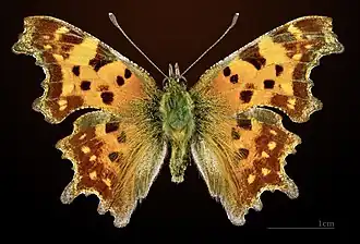 ♂