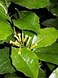 Polyosma cunninghamii