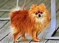Pomeranian – Trpasličí plemeno (kohoutková výška 18–22 cm)