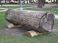 Jasan u hřbitova v K. Újezdě