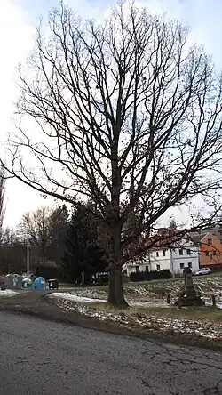 Pomník obětem 1. světové války s památným dubem