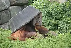 Samec orangutana s nádobou na hlavě