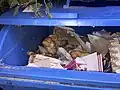 Příklad špatné recyklace papíru – někdo naházel do modrého kontejneru na starý papír staré pečivo