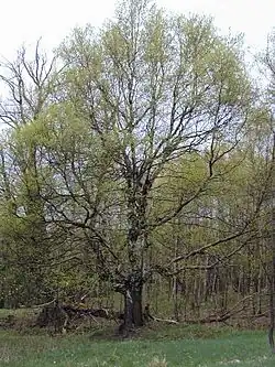 Bříza bělokorá v zaniklé obci Popov