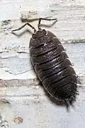 stínka obecná z podřádu Oniscidea