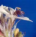 Opylování Stylidium crossocephalum