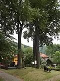 Lípy u kostela