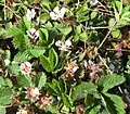 Potentilla micrantha