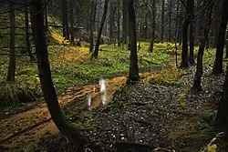 Křišťálově čistá Jetřichovická Bělá (dříve Velká Bělá), která ustí do řeky Kamenice nedaleko Dolského mlýna