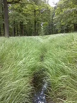 Ovčárenský p. pod pramenem