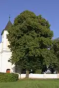 Lípa velkolistá