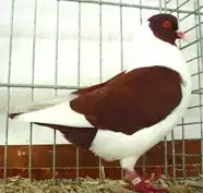 Prácheňský káník
