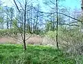 Olše nad jedním z potůčků napájejících Milíčovský rybník