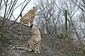 Gepard