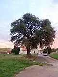 Prakšická hrušeň
