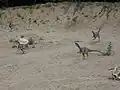 Compsognathus