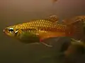 Priapella intermedia, samice
