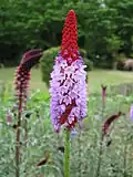 Podčeleď Primuloideae: prvosenka Primula vialii