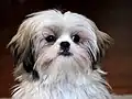 Kulatá hlava shi-tzu