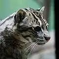 Kočka rybářská v Zoo Praha