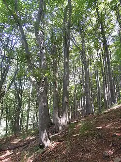 Bukový porost v Přírodní rezervaci Považský Inovec