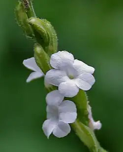 Priva cordifolia