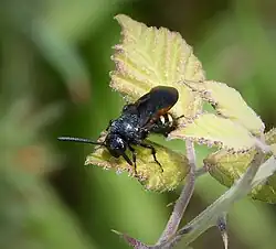 Žahalka šestiskvrnná (Scolia sexmaculata)