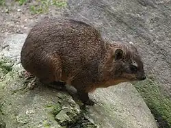 Procavia.capensis-10-ZOO.Dvur.Kralove