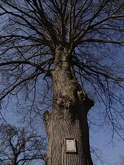 Strom s obrázkem poblíž sokolovny čp. 135