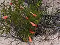 Prostanthera aspalathoides